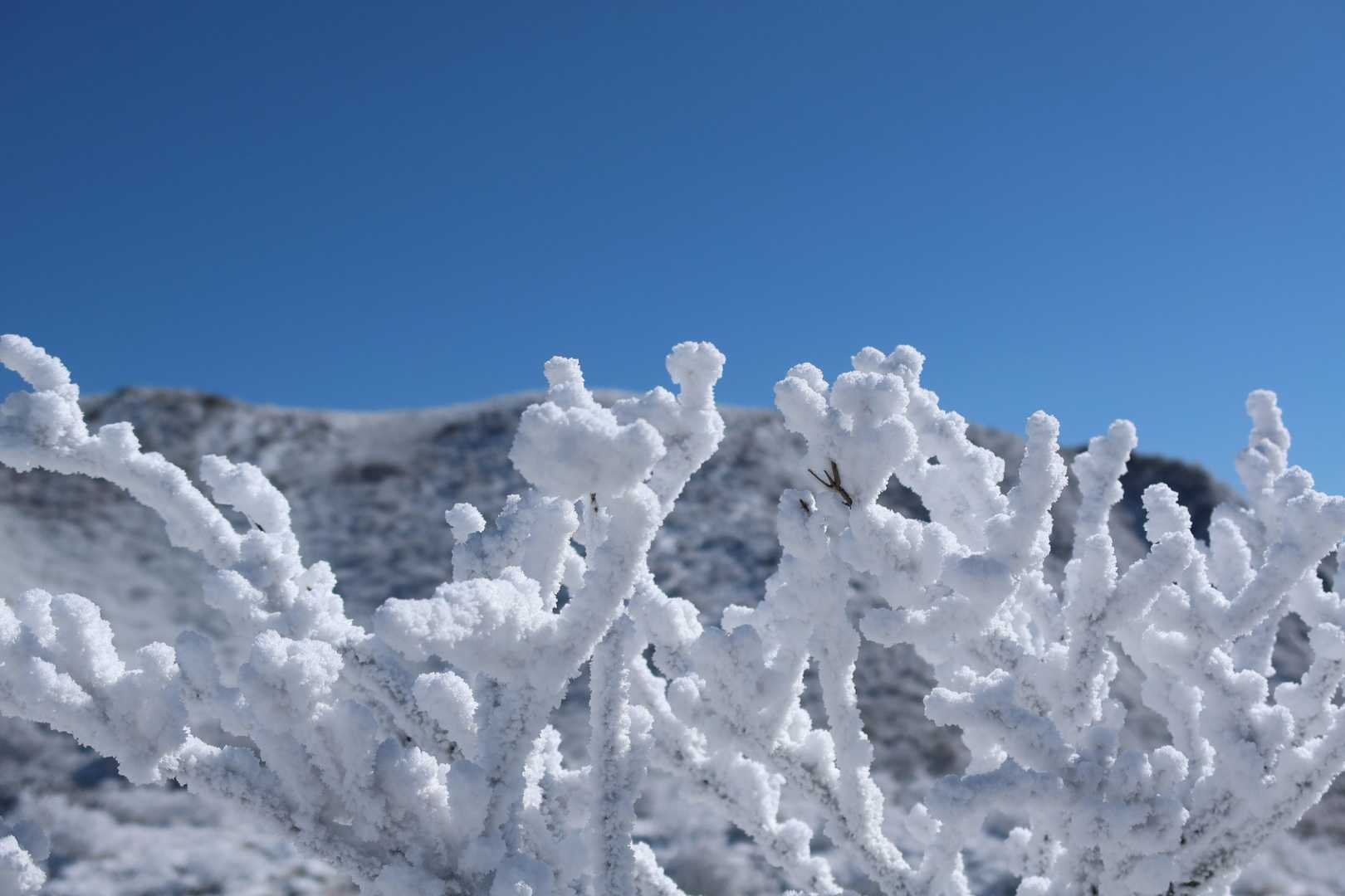 扇ヶ鼻に登る途中の霧氷が綺麗だったので。