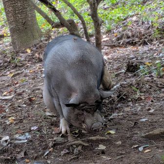 ミニブタの文太くん🐖
園内をお散歩中🤗