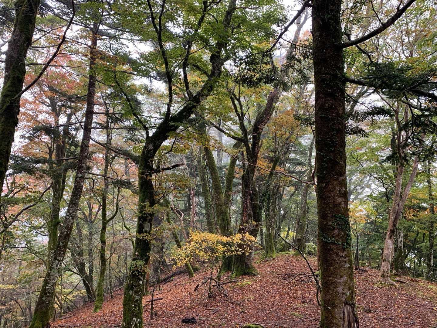 赤帽子山 往復コースの写真