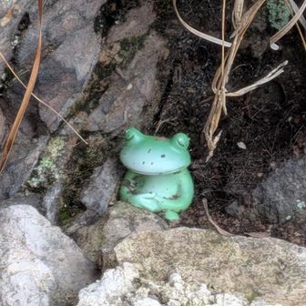 睡眠中の🐸さん。