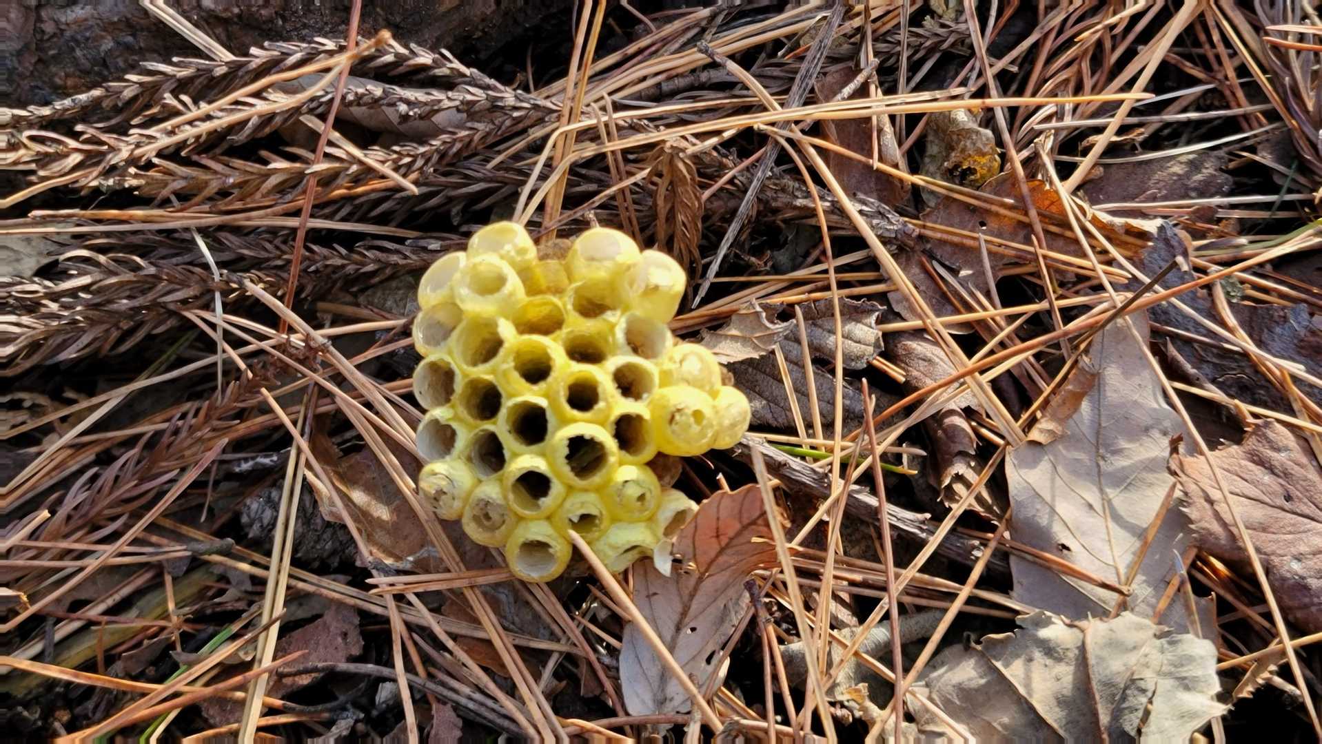 🐝いないねぇ