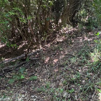 正面に明らかに踏み跡がありますが、順路は右上