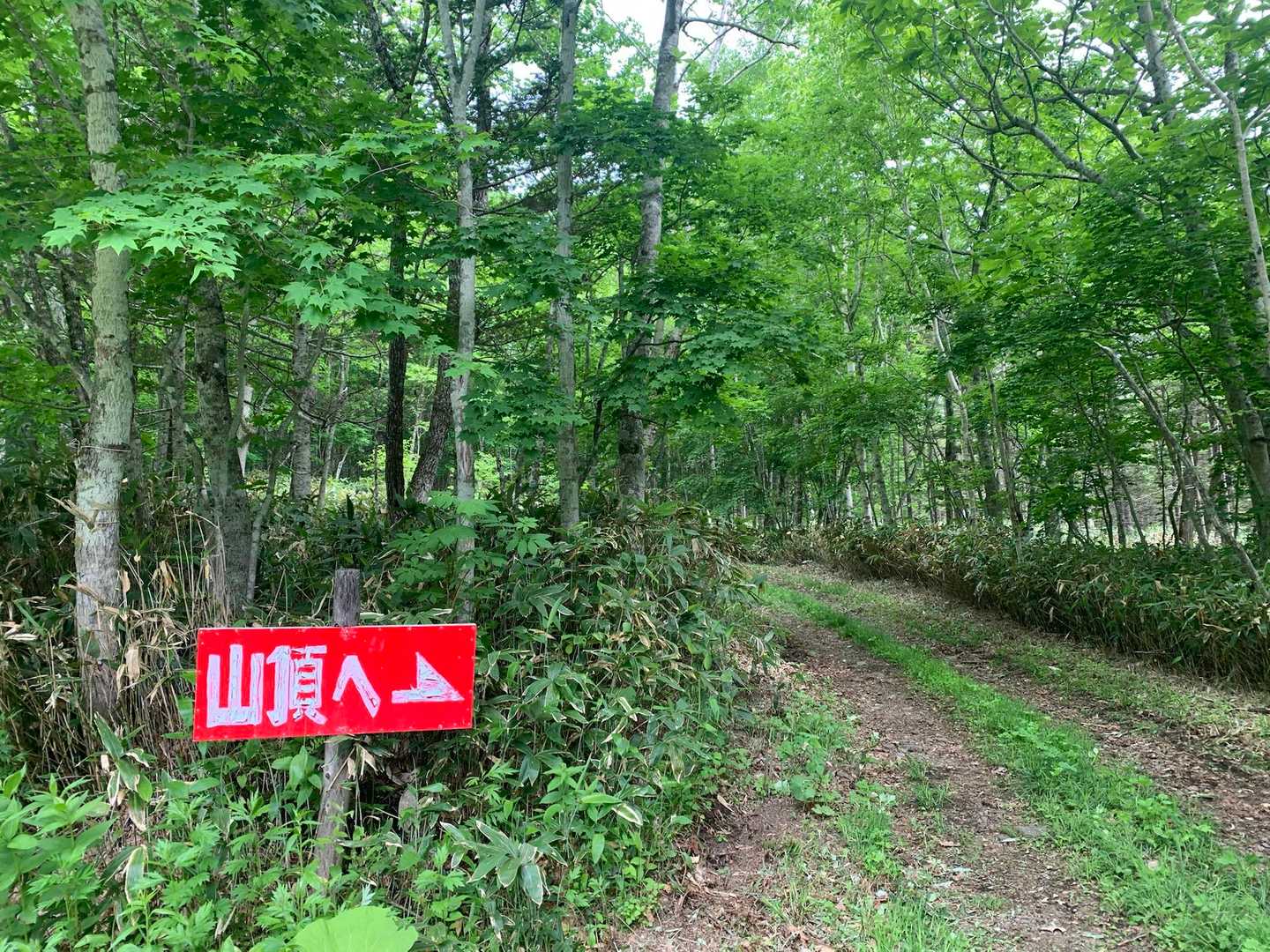 実はここも駐車場

林道歩きを終えて

更に林道歩きへ

本音を言うと

めちゃくちゃここからスタートしたかった💦