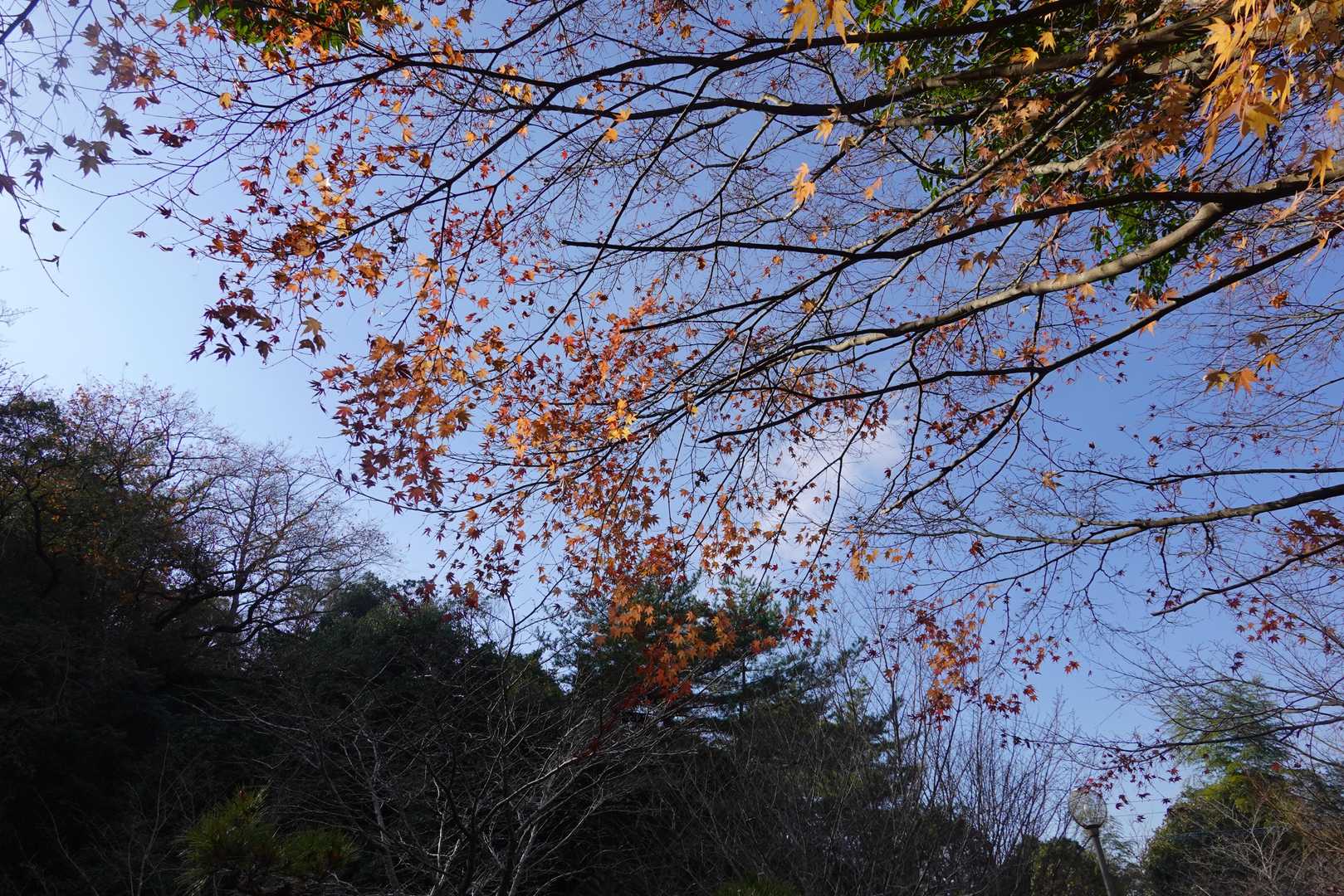 丸山キャンプ場登山口-丸山 周回コースの写真