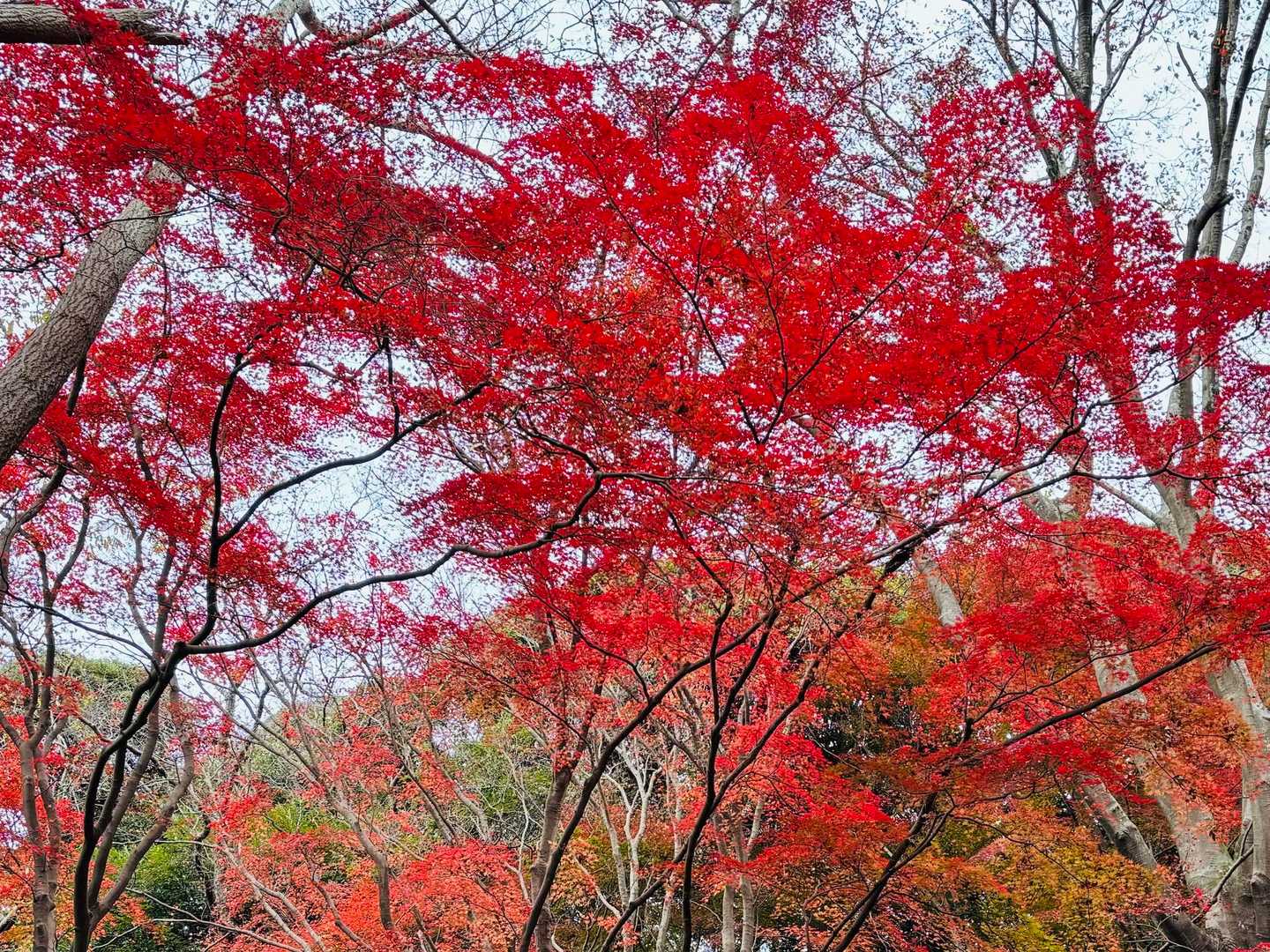 ラスト紅葉は鮮やか〜