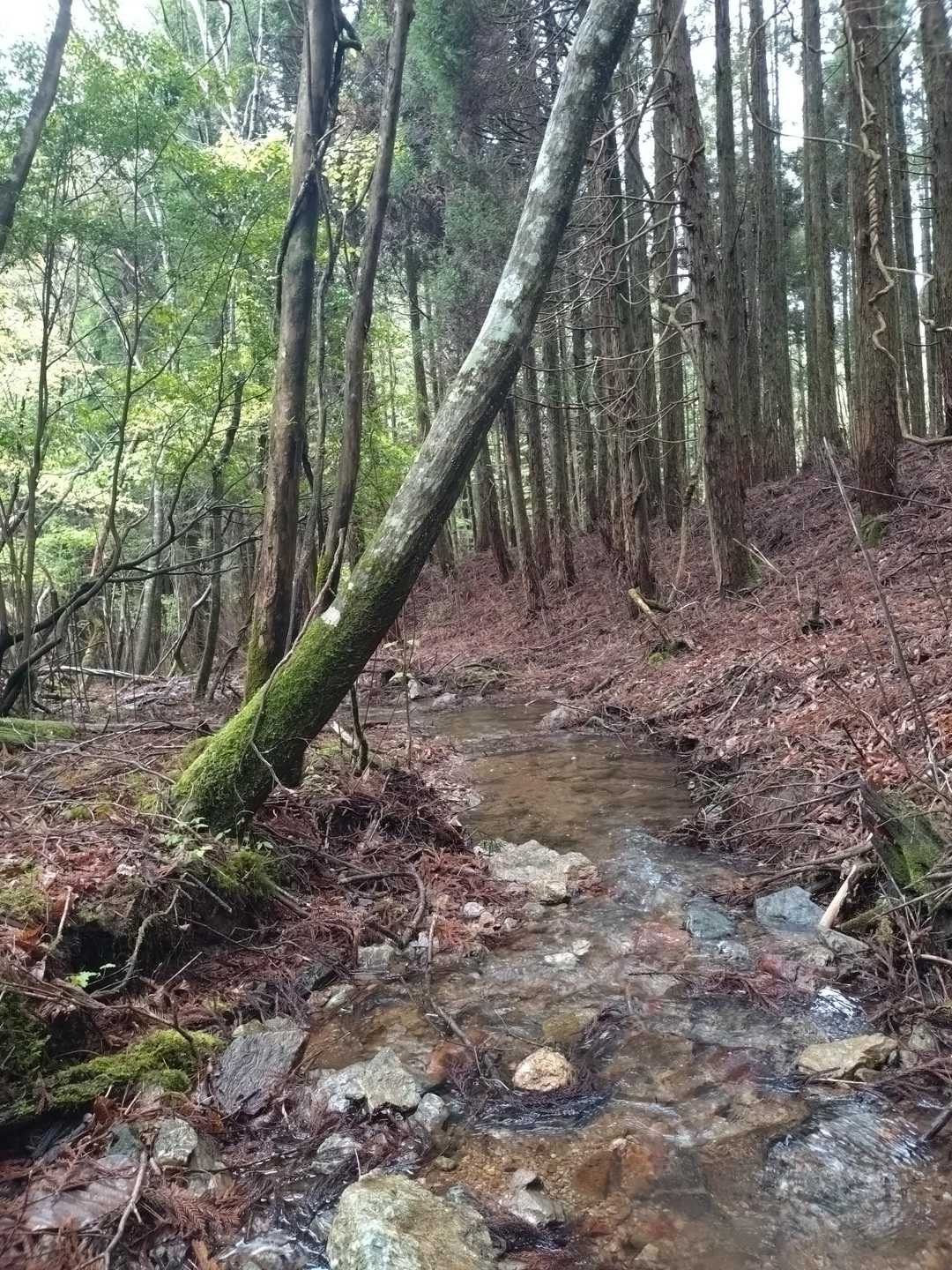モンスター🕺🏻はジャブジャブ渡渉する🥾