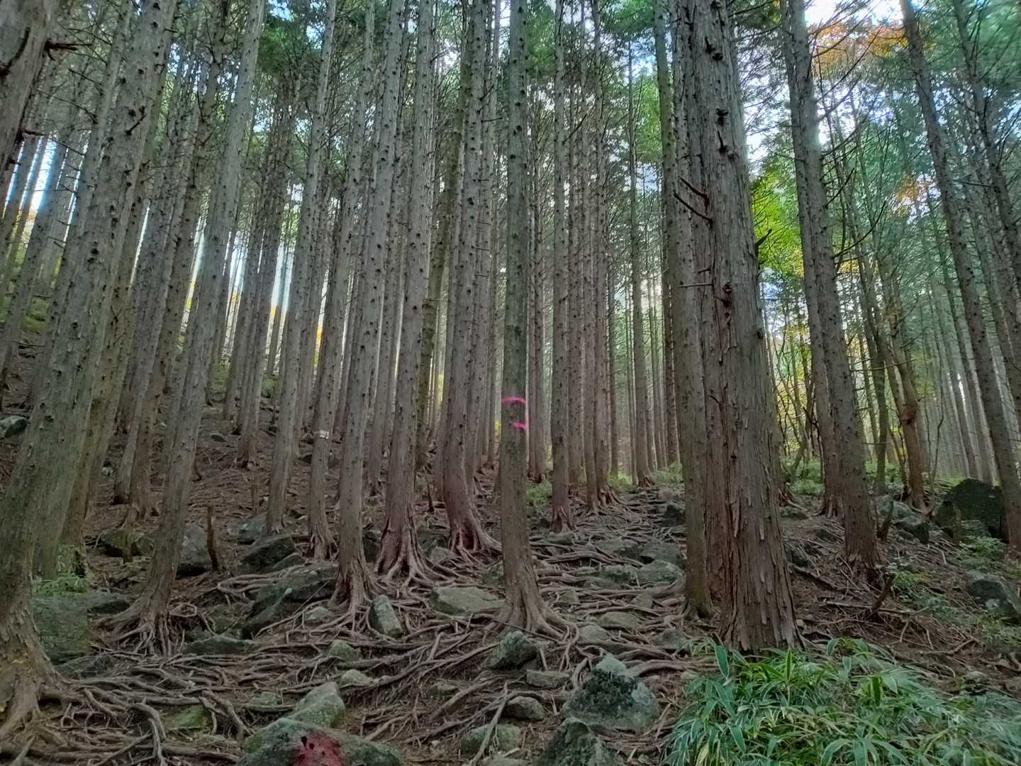 この感じがいい～。