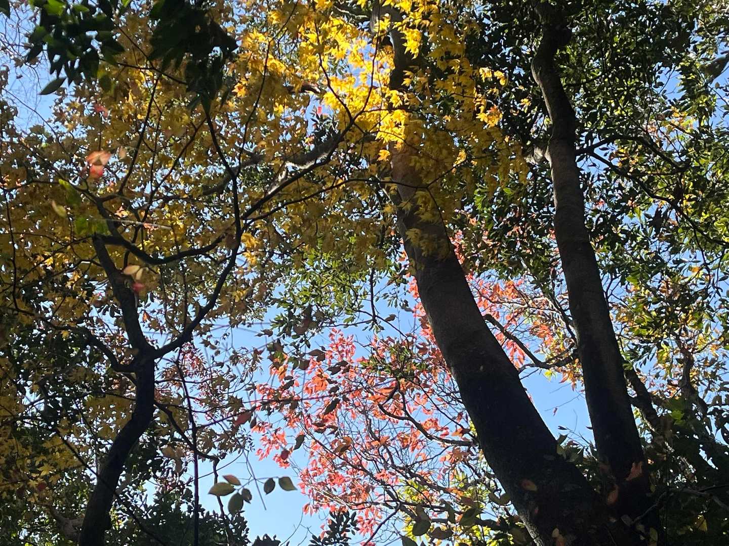 時々見上げる🍁