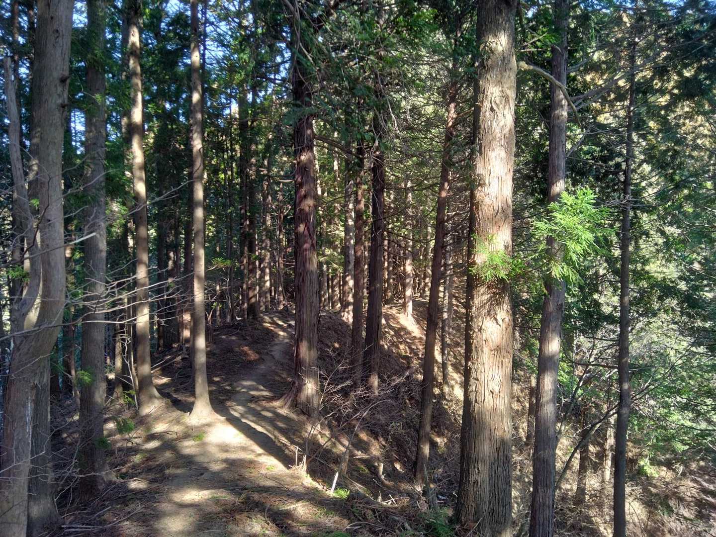 鳥居原ふれあいの館バス停-権現平-南山 往復コースの写真