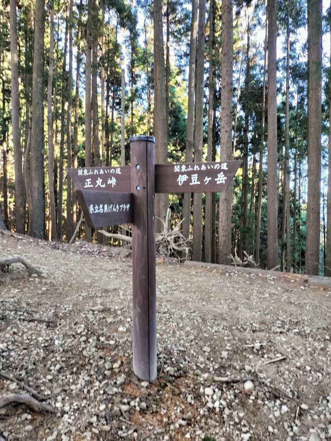 伊豆ヶ岳登山口-ツガの木台-長岩峠-伊豆ヶ岳-山伏峠 周回コースの写真