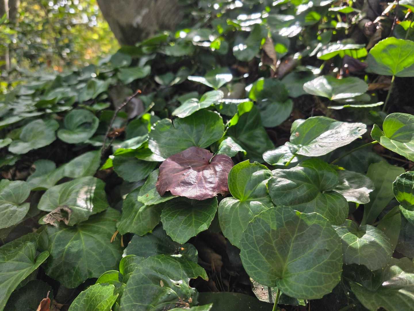 (*´ ˘ `*)ｳﾌﾌ♡
あんなお花、こんなお花沢山咲くみたいです🌸🌸🌸