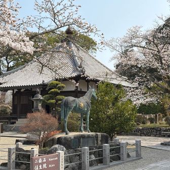 橘寺の中に入ります。見えてきた像は聖徳太子が愛した黒馬像と桜🌸