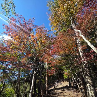 紅葉進んできた