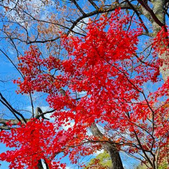 まだ紅葉が残ってた🍁