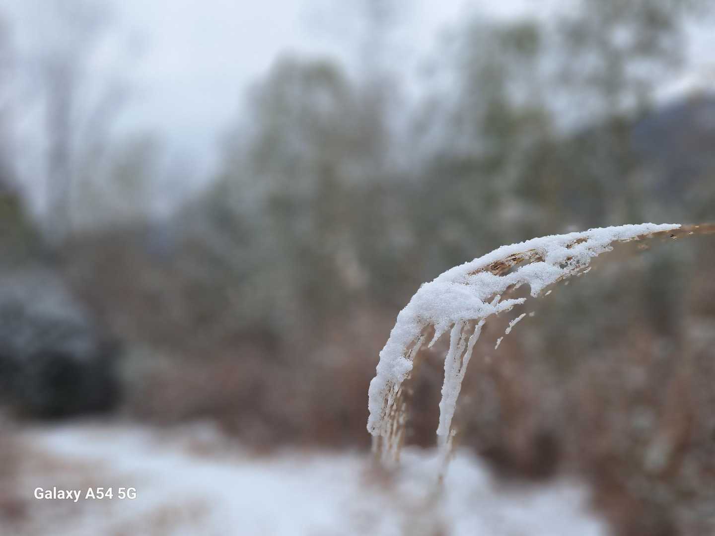 ススキにも雪❄