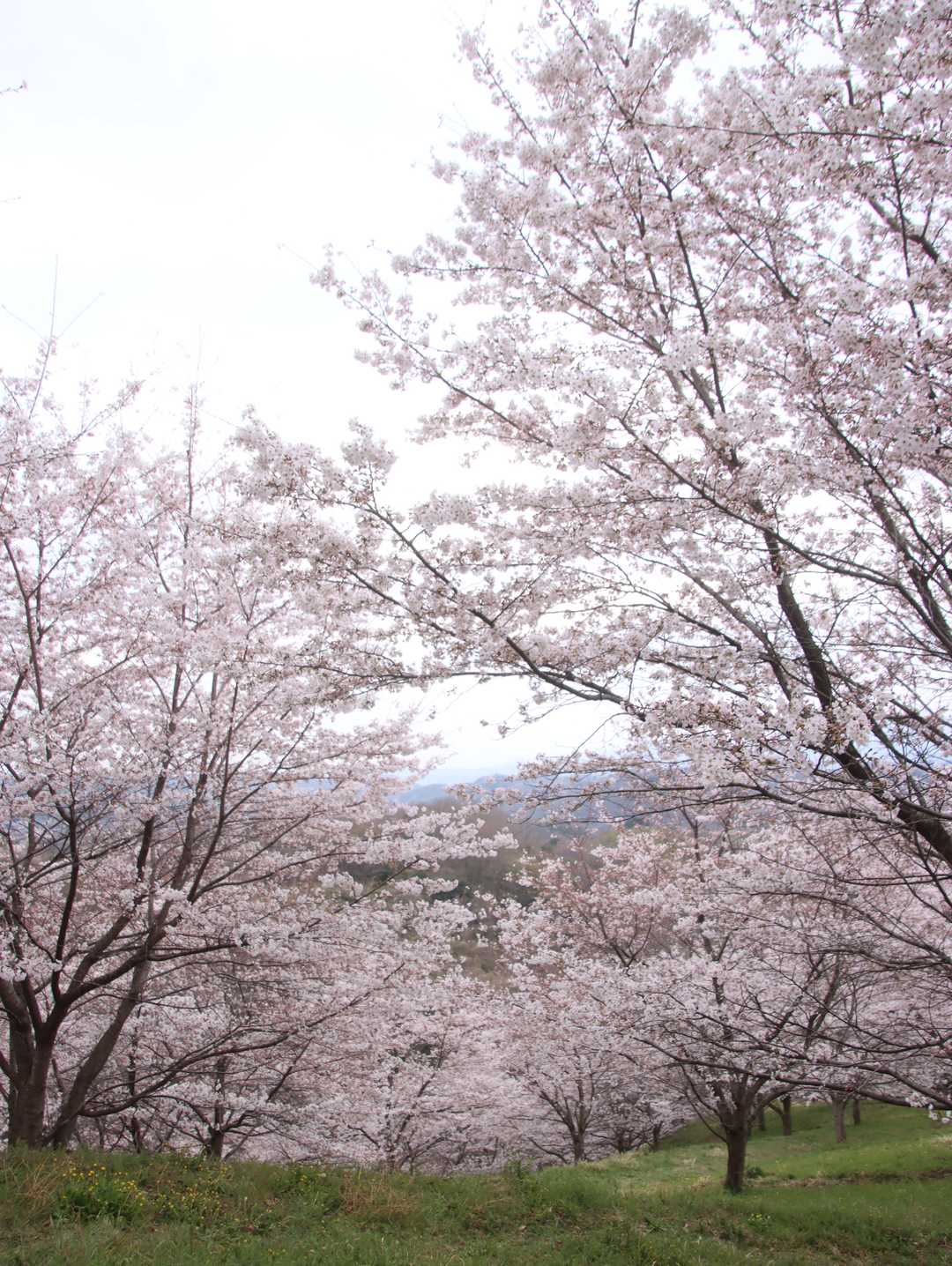 紫陽花園崇台山登山口-崇台山-子安観音 往復コースの写真