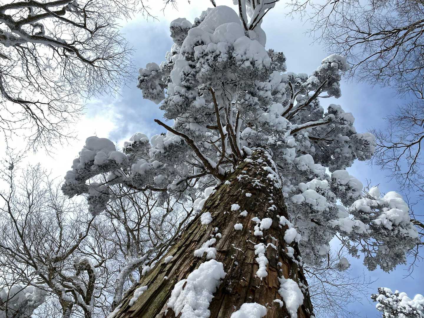 松の木峠-土滝山-吉和冠山 往復コースの写真
