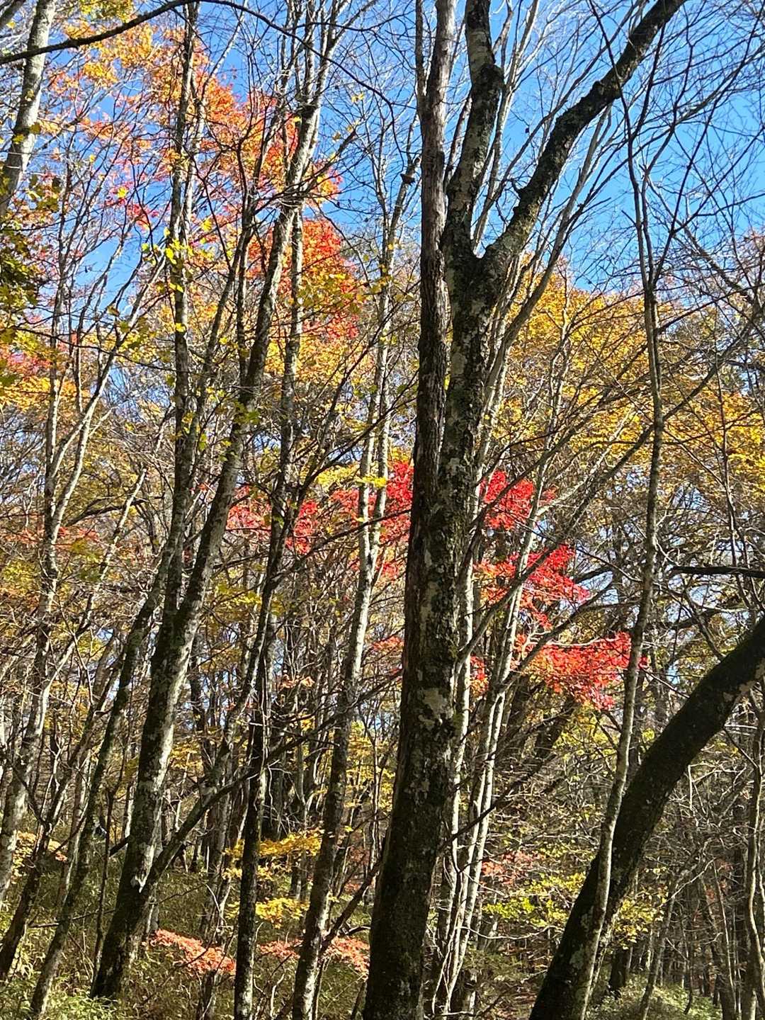 歩き始めて、間もなく、紅葉🍁おでむかえ😊