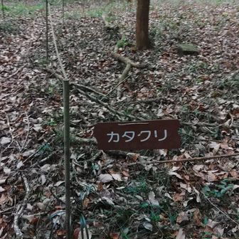 この先の踏みあとに導かれると川へ行ってしまう
荒井川からショートカットして登山口に入る人もいるのかな