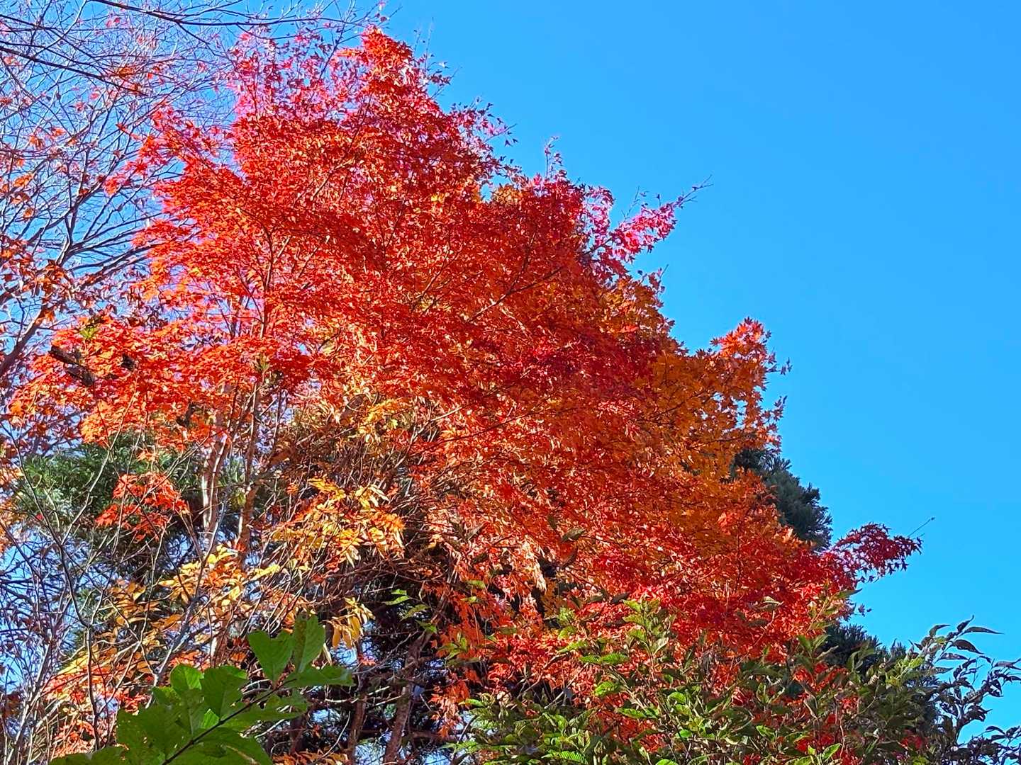 真っ赤な🍁