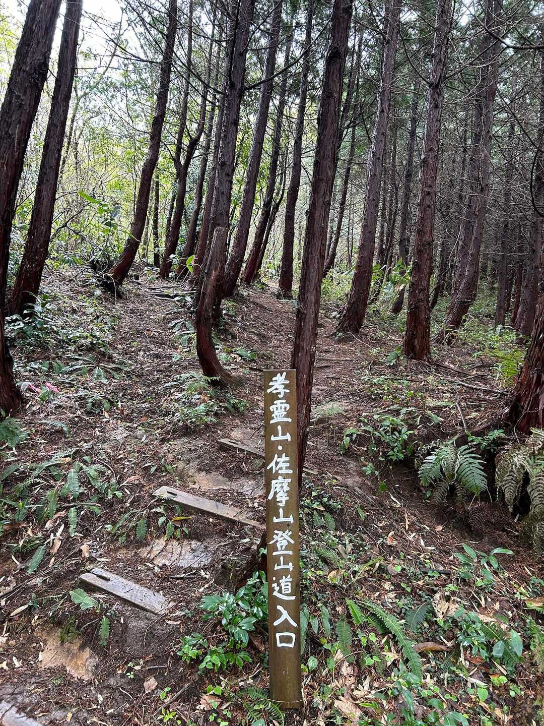 おっ！これが噂に聞く急登の始まりか💦
最近山登り怠けてたから
大丈夫かな😕
雨は止んできた。