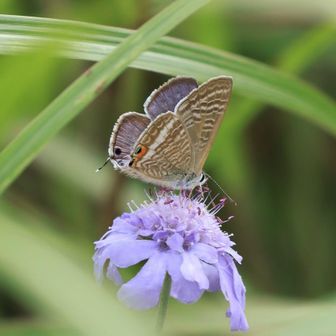 マツムシソウにウラナミシジミ🦋が止まった