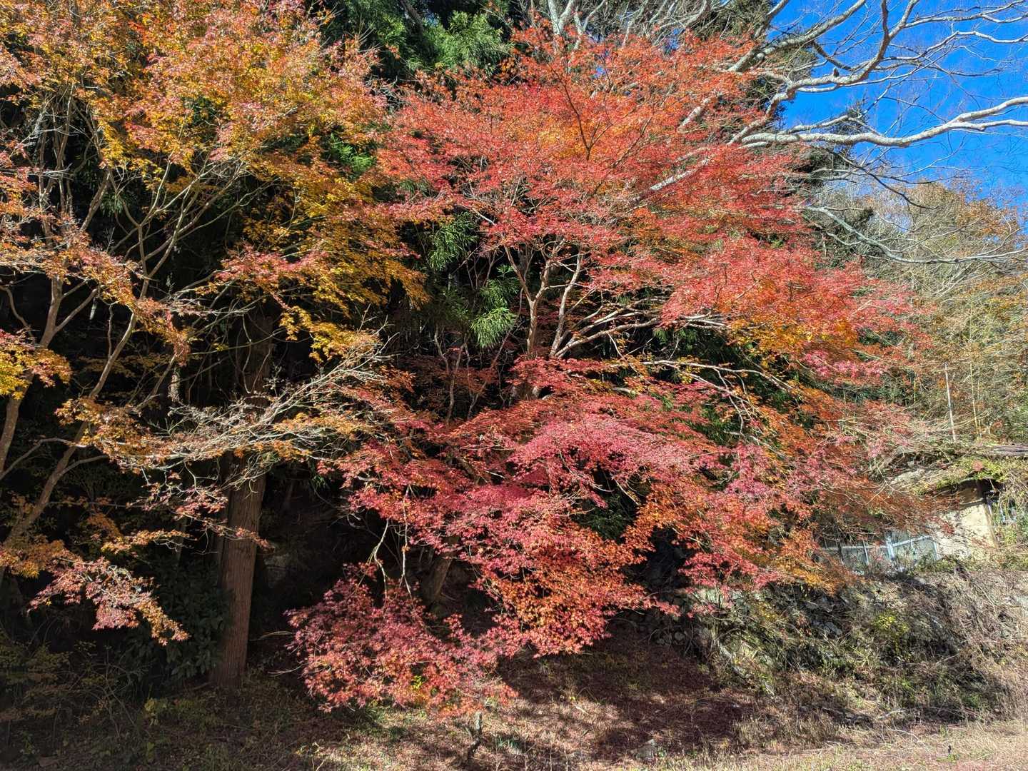紅葉も終盤ですね🍁