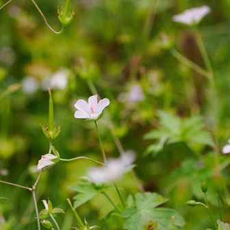 登山口のミツバフウロ