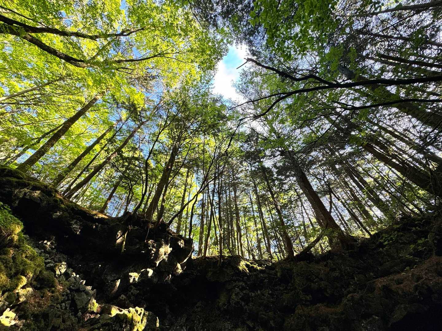 富士風穴-大室山-神座風穴附蒲鉾穴-大室洞穴 縦走コースの写真
