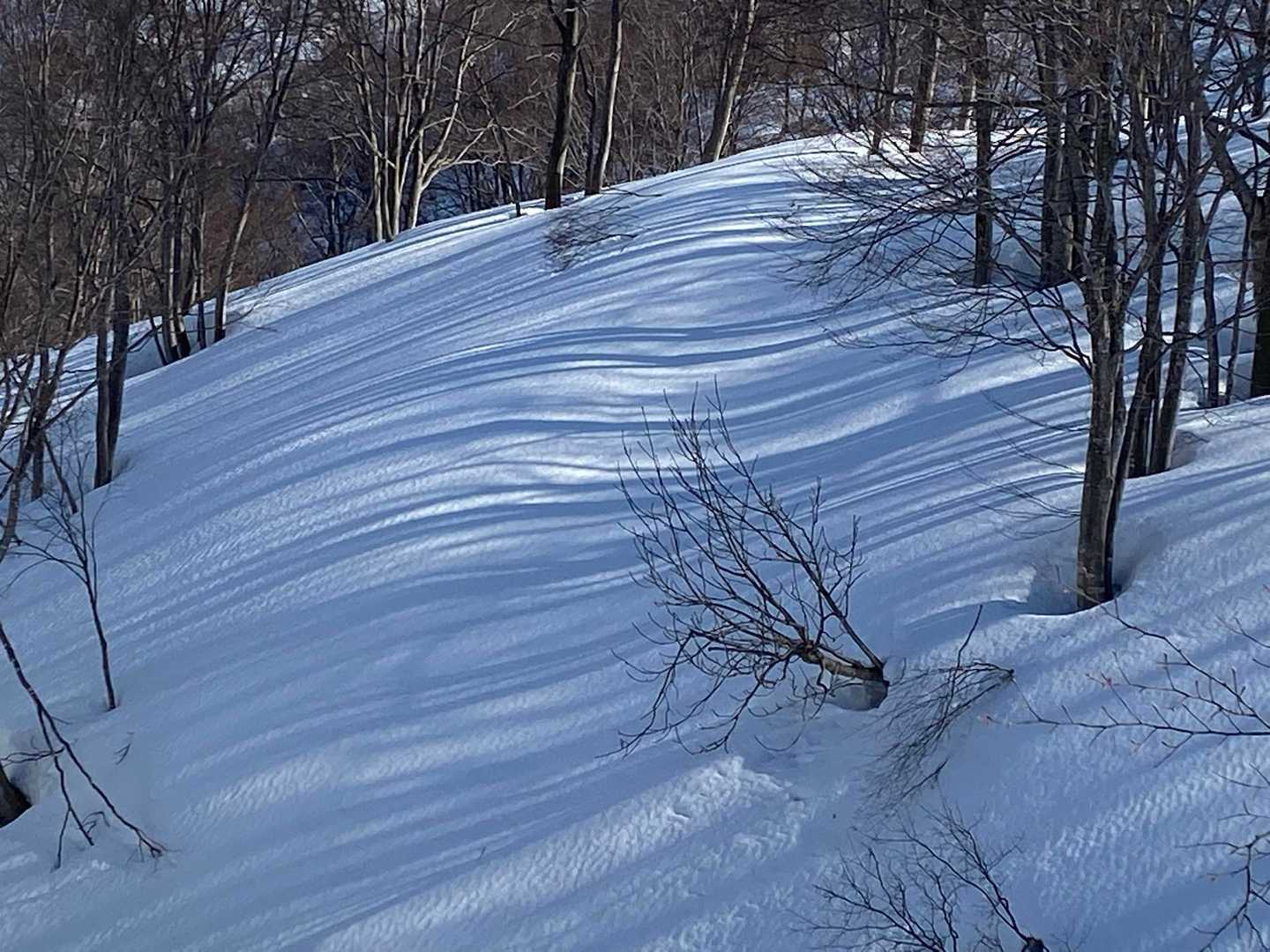 ゼブラ模様がきれい