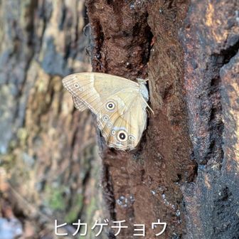ヒカゲチョウ