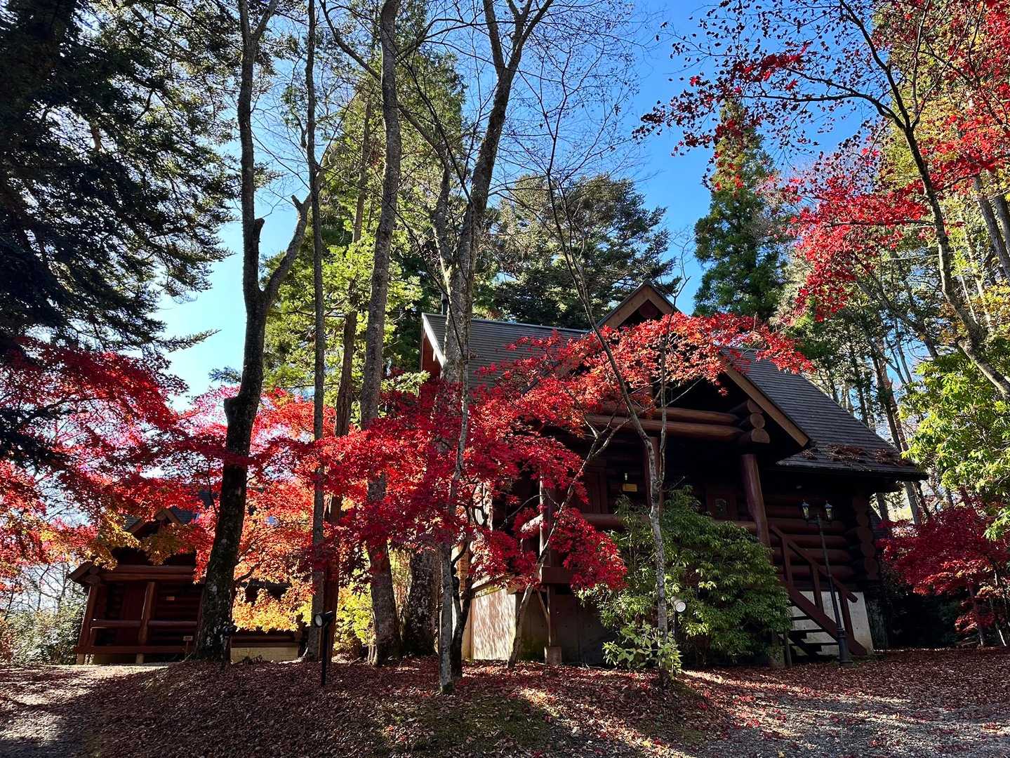 素敵なログハウス🍁を通りすぎて