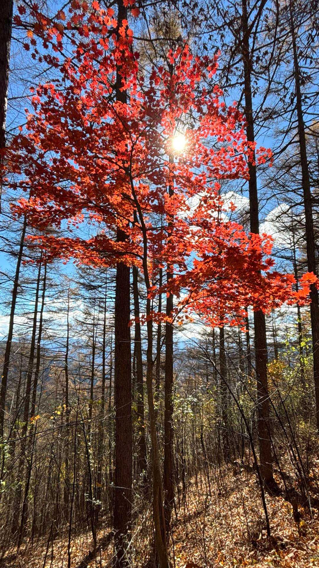 鶴峠-奈良倉山-牛ノ寝・大菩薩峠登山口-松姫峠-鶴寝山 往復コースの写真