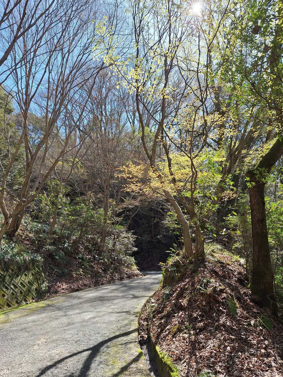 のどか。