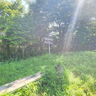 まず一座目  大平山登頂🙌
眩しいね～✨

例年、山頂付近で見かけるササユリは全く見当たらず(>_<)早かったようだ!?