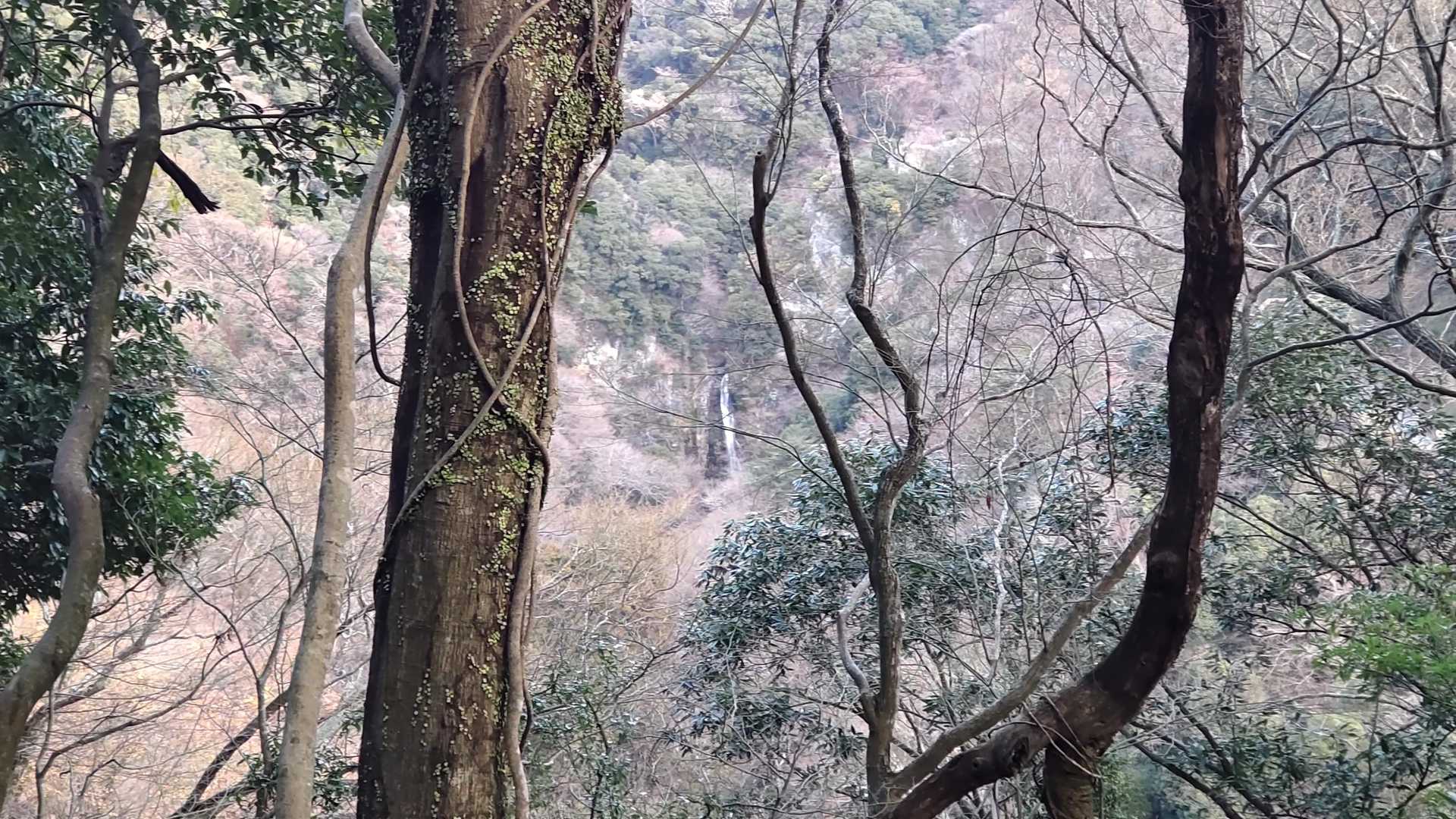 遠くに箕面大滝が👀