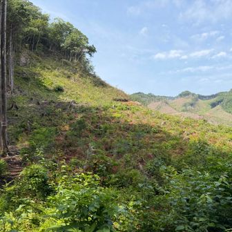 猪倉峠からの登り