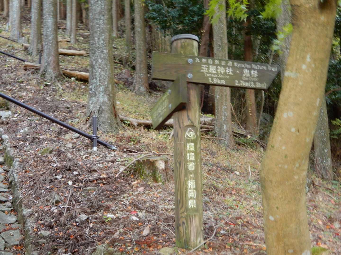 分岐には九州自然歩道の標識があり分かり易く、歩き易い登山道（参道）が続きます。