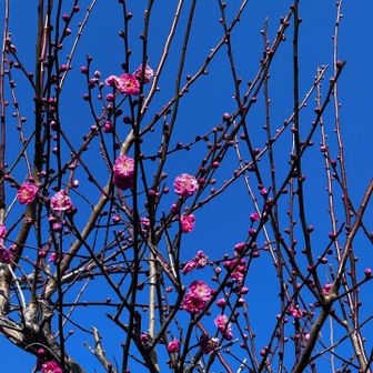 紅梅✨

無事🅿️に帰ってきました