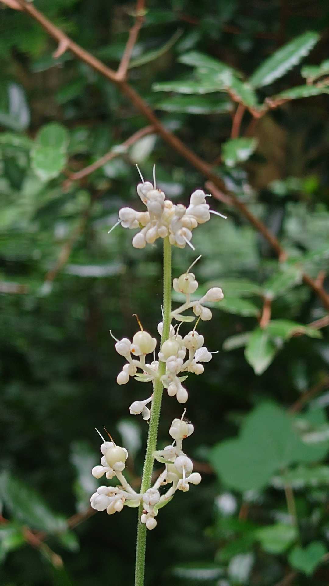 茗荷草ー竹蘭草ー笹竜胆
薮茗荷(ヤブミョウガ)の別称らしい
この山で見た花はこれくらい