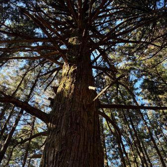 でってけぇなぁ