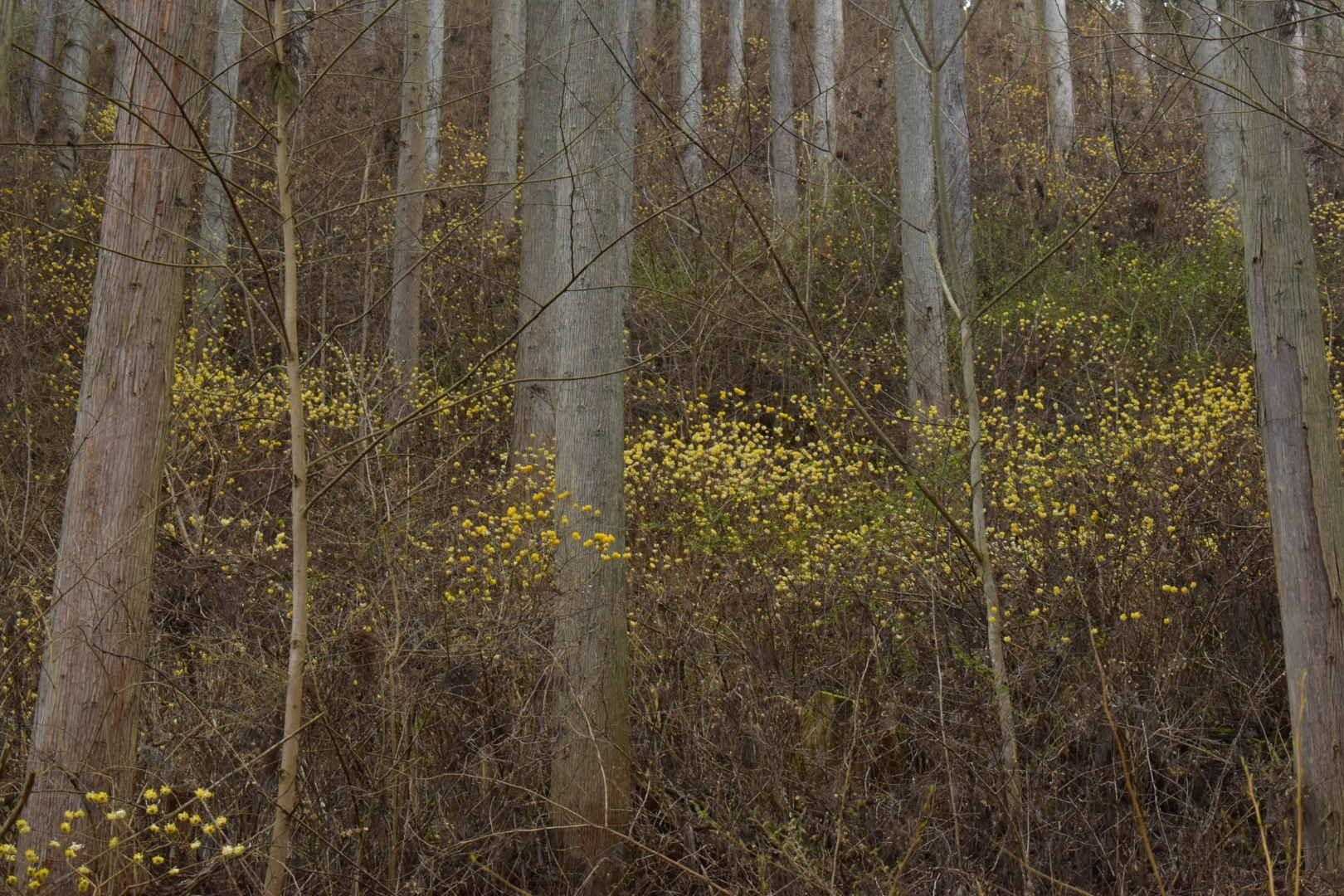ミツマタも咲いてたよ🌼