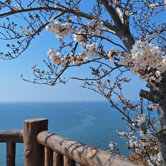 ここまでは、車でも上がれるので、お花見の人たちも居ます。