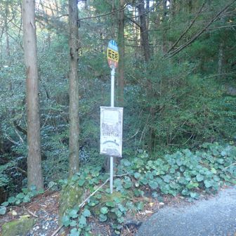 紀元杉駐車場に到着