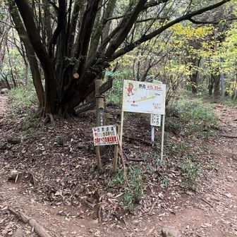 さるすべり🐒を登ろう🚶💦