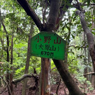 小野山ピーク✨おしゃれな色💚