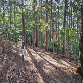 里見峠に到着。
峠といいつつ、小ピーク。