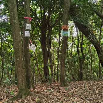 山頂の様子　三角点も眺望もなし。