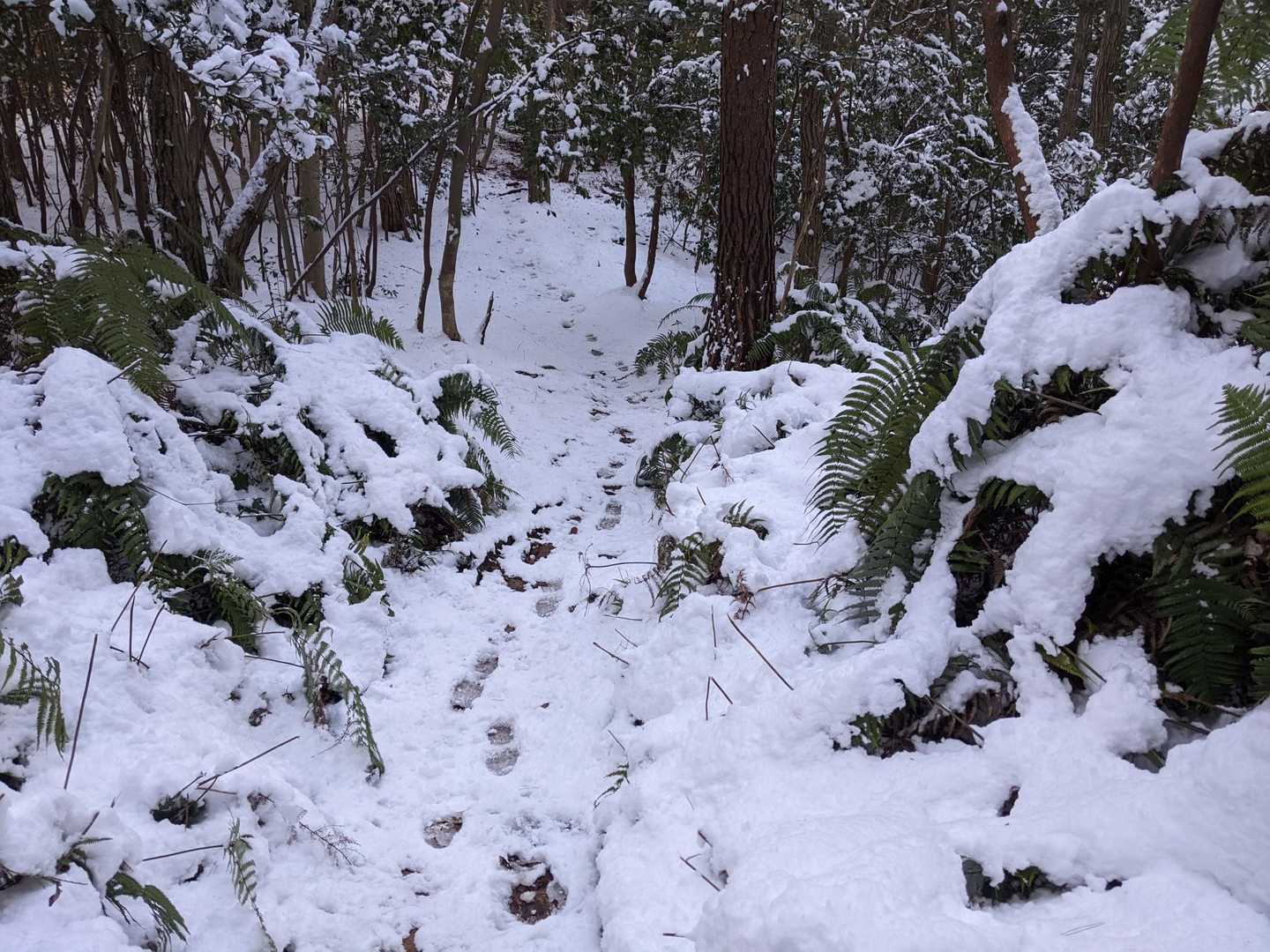 八木山 往復コースの写真