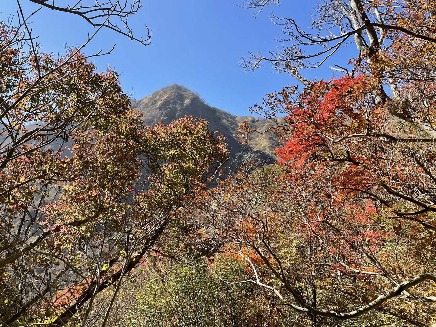 あざみ谷方面に下山します。
途中で何箇所か、紅葉と妙見岳が映える場所があります🥰